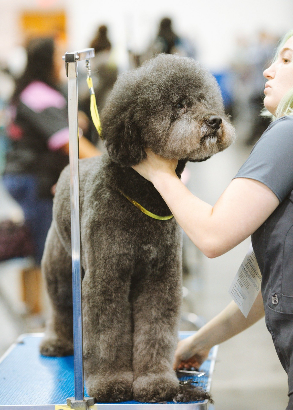 Perfection Canine à Dijon : Pour chouchouter les animaux de compagnie 